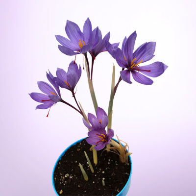 Saffron Plant